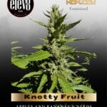 Knotty Fruit (Feminized) - Elev8 Seeds