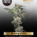 Kongzilla (Feminized) - Elev8 Seeds