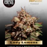 Lady Lemone (Feminized) - Elev8 Seeds