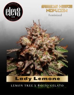 Lady Lemone (Feminized) (space) Elev8 Seeds