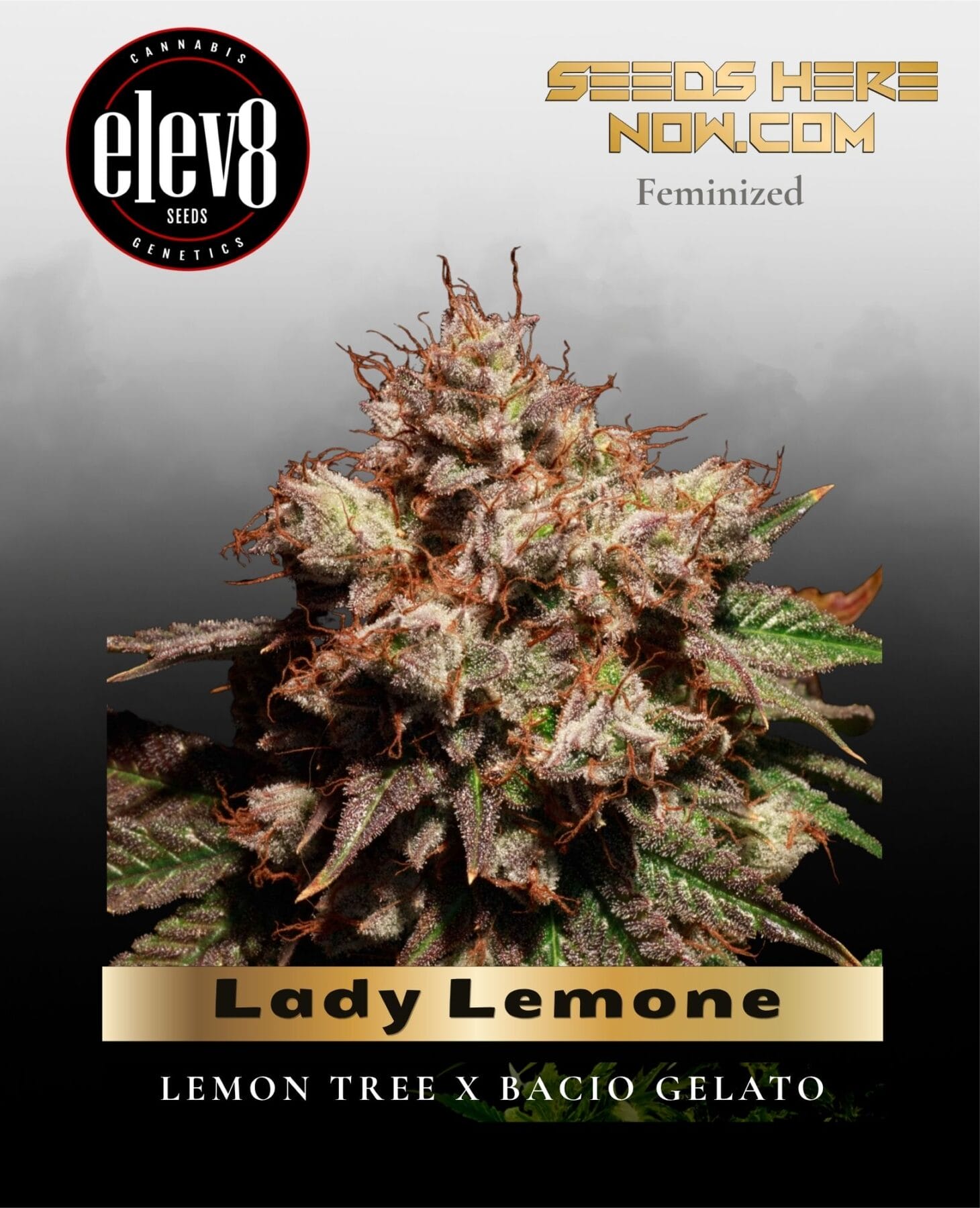 Lady Lemone (Feminized) - Elev8 Seeds