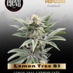 Lemon Tree S1 (Feminized) - Elev8 Seeds