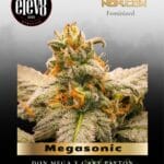 Megasonic (Feminized) - Elev8 Seeds