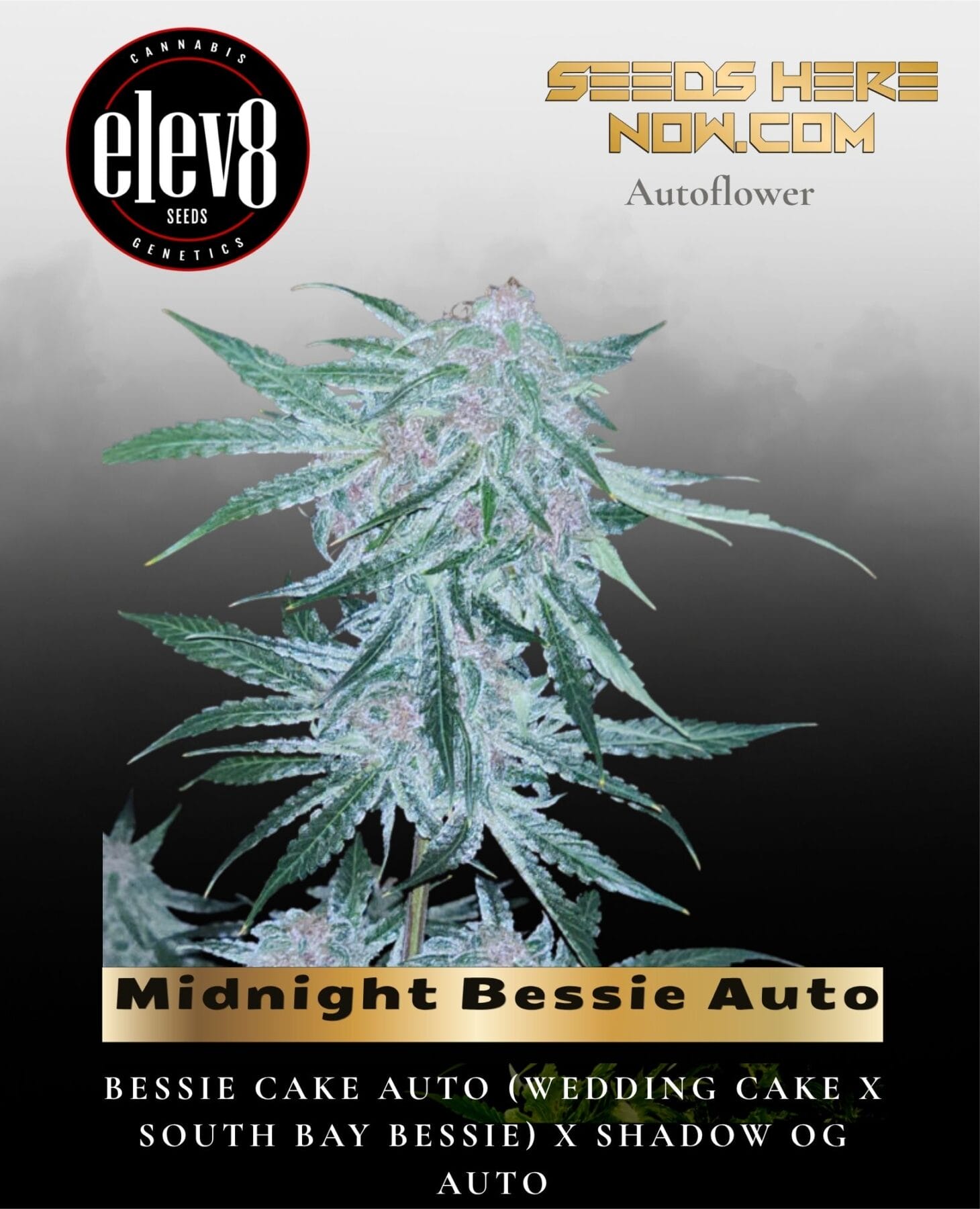 Midnight Bessie Auto (Feminized) - Elev8 Seeds