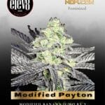 Modified Payton (Feminized) - Elev8 Seeds