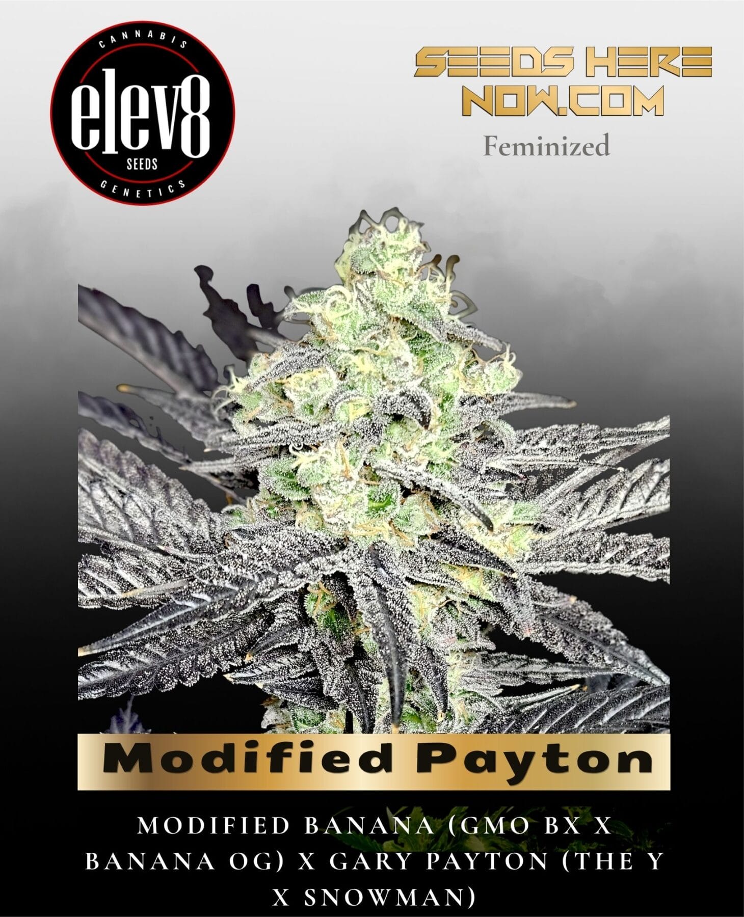 Modified Payton (Feminized) - Elev8 Seeds