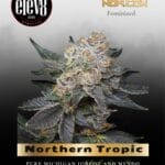 Northern Tropic (Feminized) - Elev8 Seeds