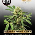 Paranormal Auto (Feminized) - Elev8 Seeds
