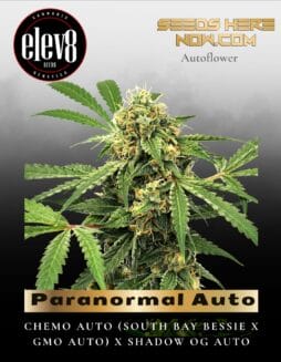 Paranormal Auto (Feminized) (space) Elev8 Seeds