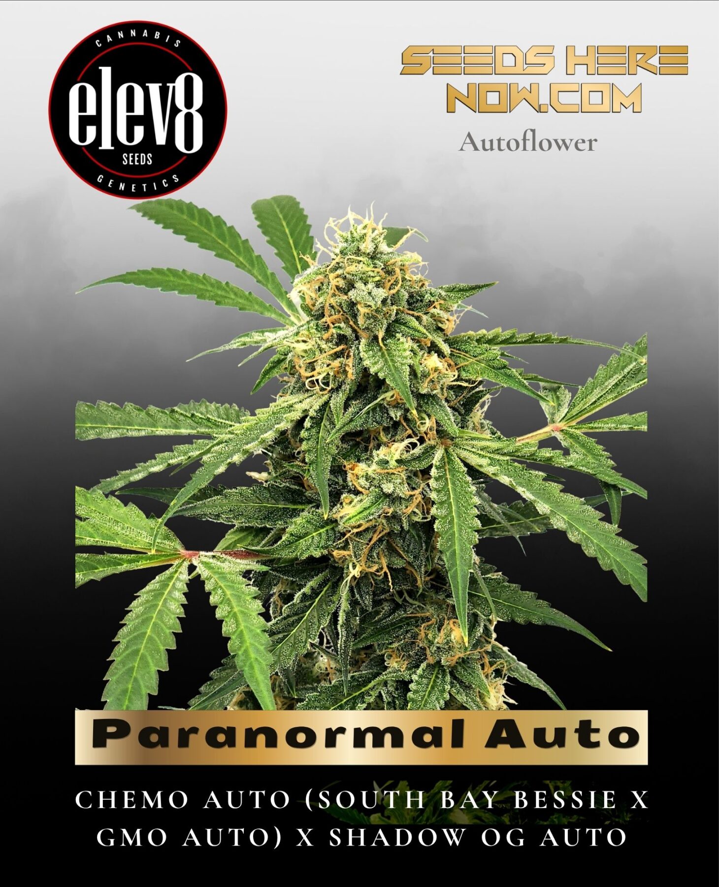 Paranormal Auto (Feminized) - Elev8 Seeds