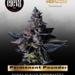 Permanent Pounder (Feminized) - Elev8 Seeds
