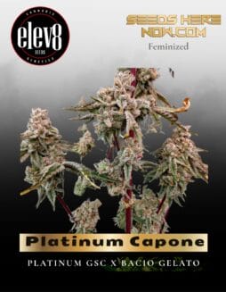 Platinum Capone (Feminized) (space) Elev8 Seeds