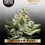 Prime8 Fuel (Feminized) - Elev8 Seeds