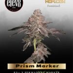 Prism Marker (Feminized) - Elev8 Seeds
