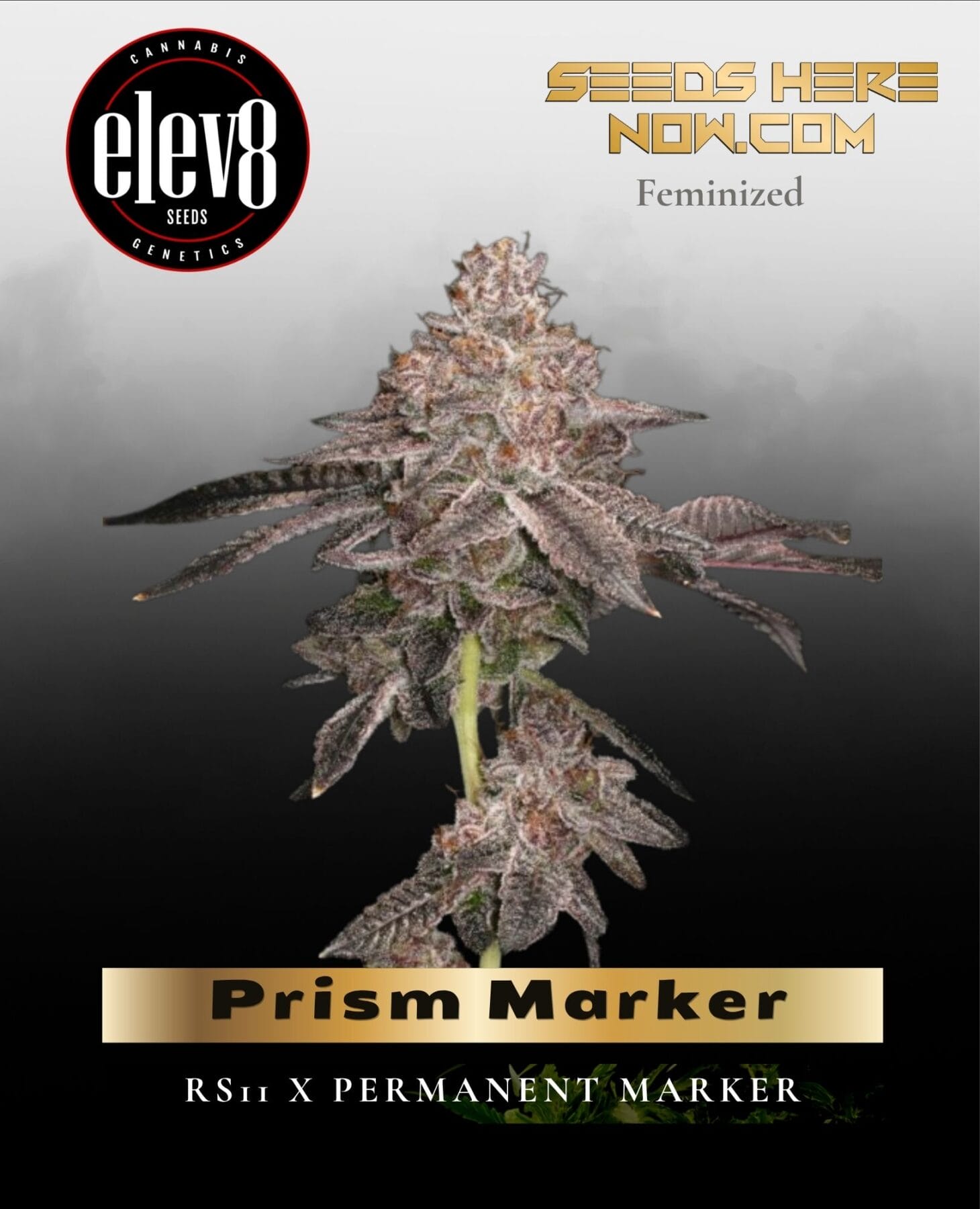 Prism Marker (Feminized) - Elev8 Seeds
