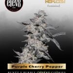 Purple Cherry Popper (Feminized) - Elev8 Seeds
