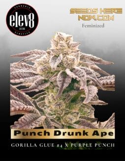 Punch Drunk Ape (Feminized) (space) Elev8 Seeds