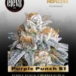 Purple Punch S1 (Feminized) - Elev8 Seeds