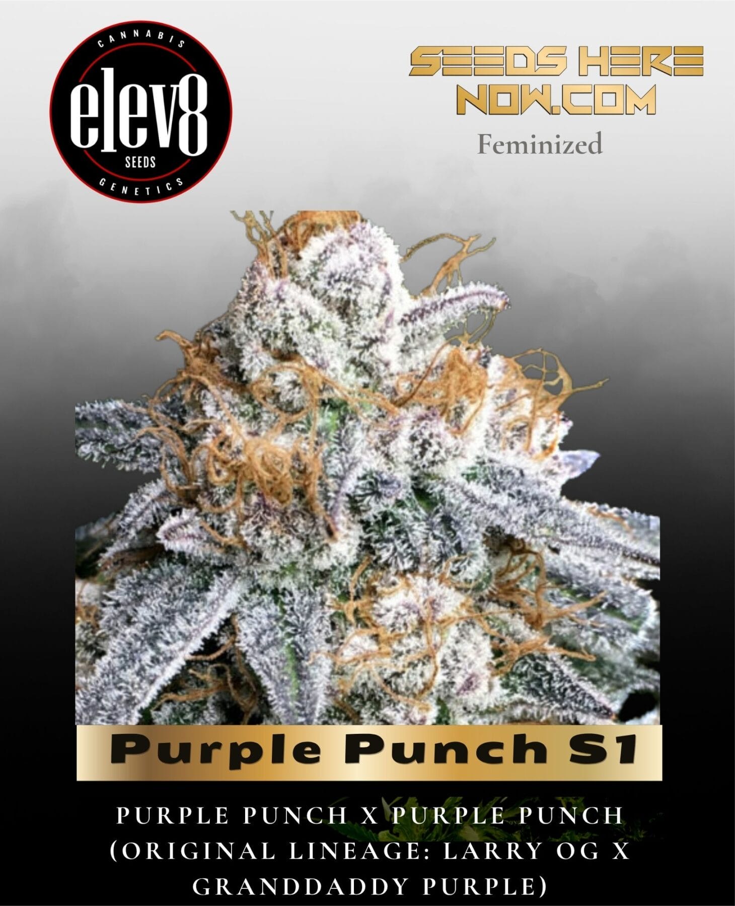 Purple Punch S1 (Feminized) - Elev8 Seeds