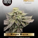 Rope Burn (Feminized) - Elev8 Seeds