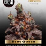 Scat Queen (Feminized) - Elev8 Seeds