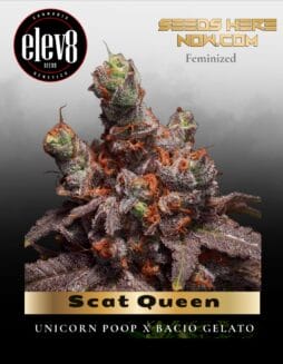 Scat Queen (Feminized) (space) Elev8 Seeds