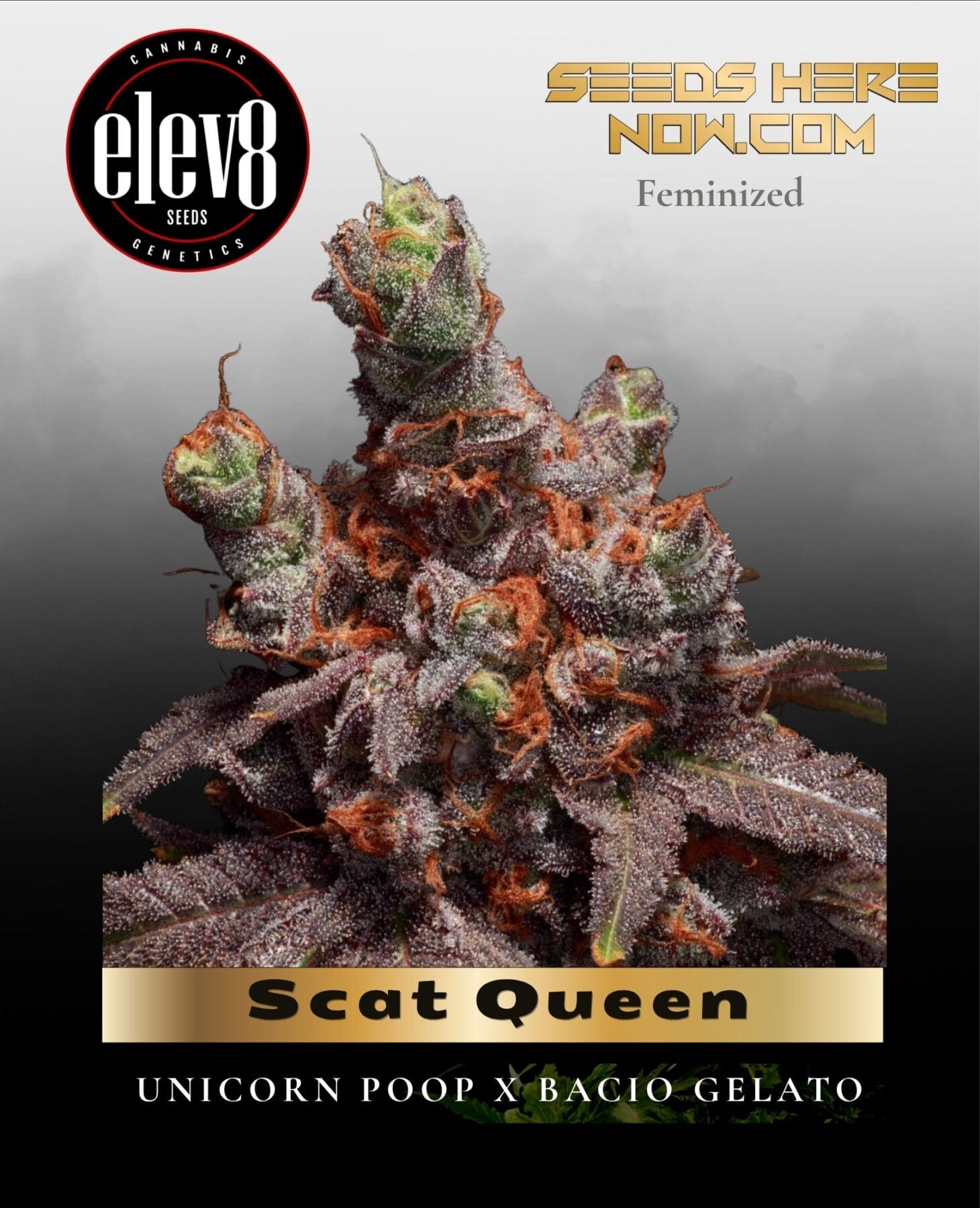Scat Queen (Feminized) - Elev8 Seeds