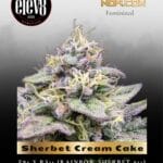 Sherbet Cream Cake (Feminized) - Elev8 Seeds