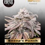 Snoop's Punch (Feminized) - Elev8 Seeds