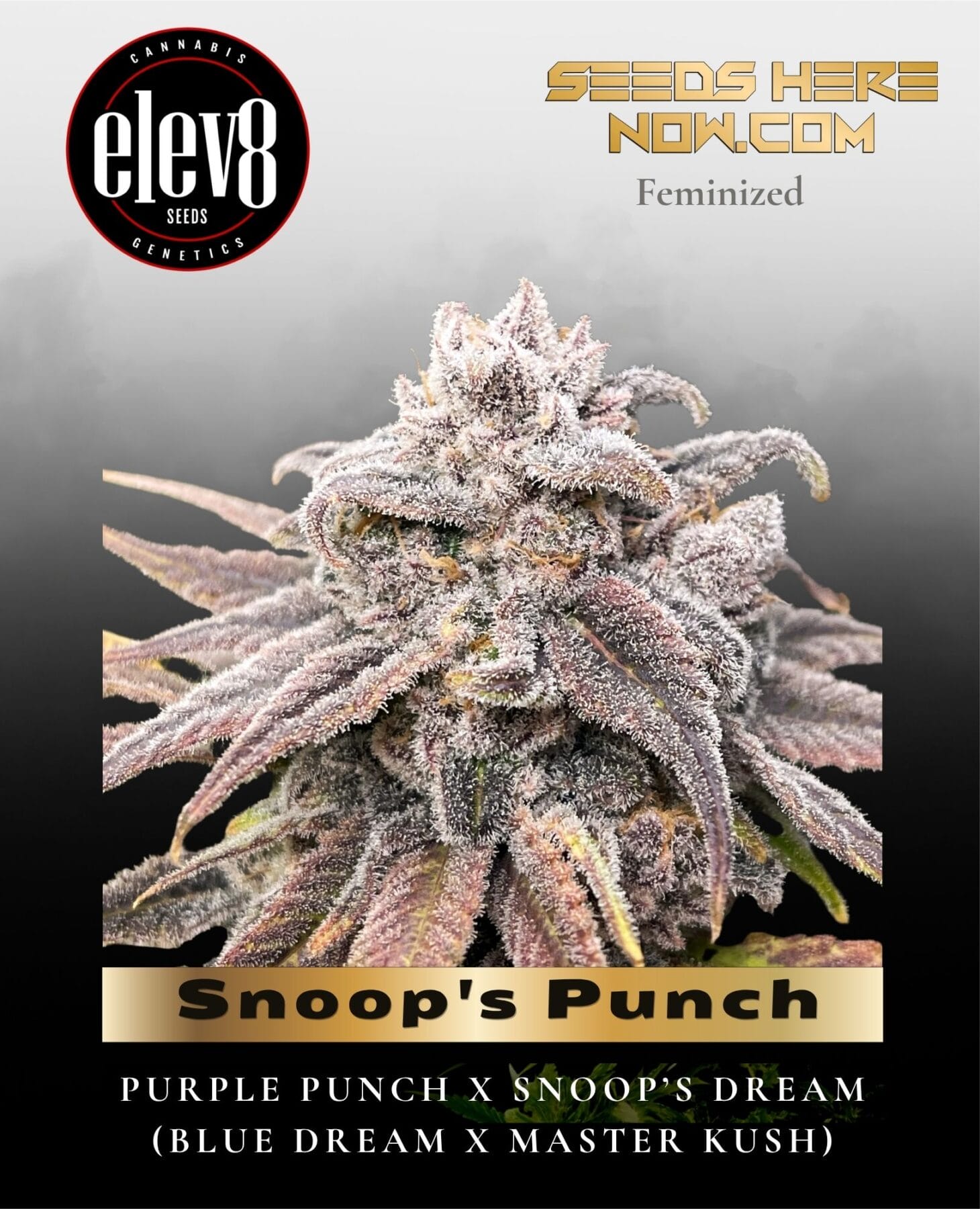 Snoop's Punch (Feminized) - Elev8 Seeds