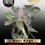 Sour Sage (Feminized) - Elev8 Seeds