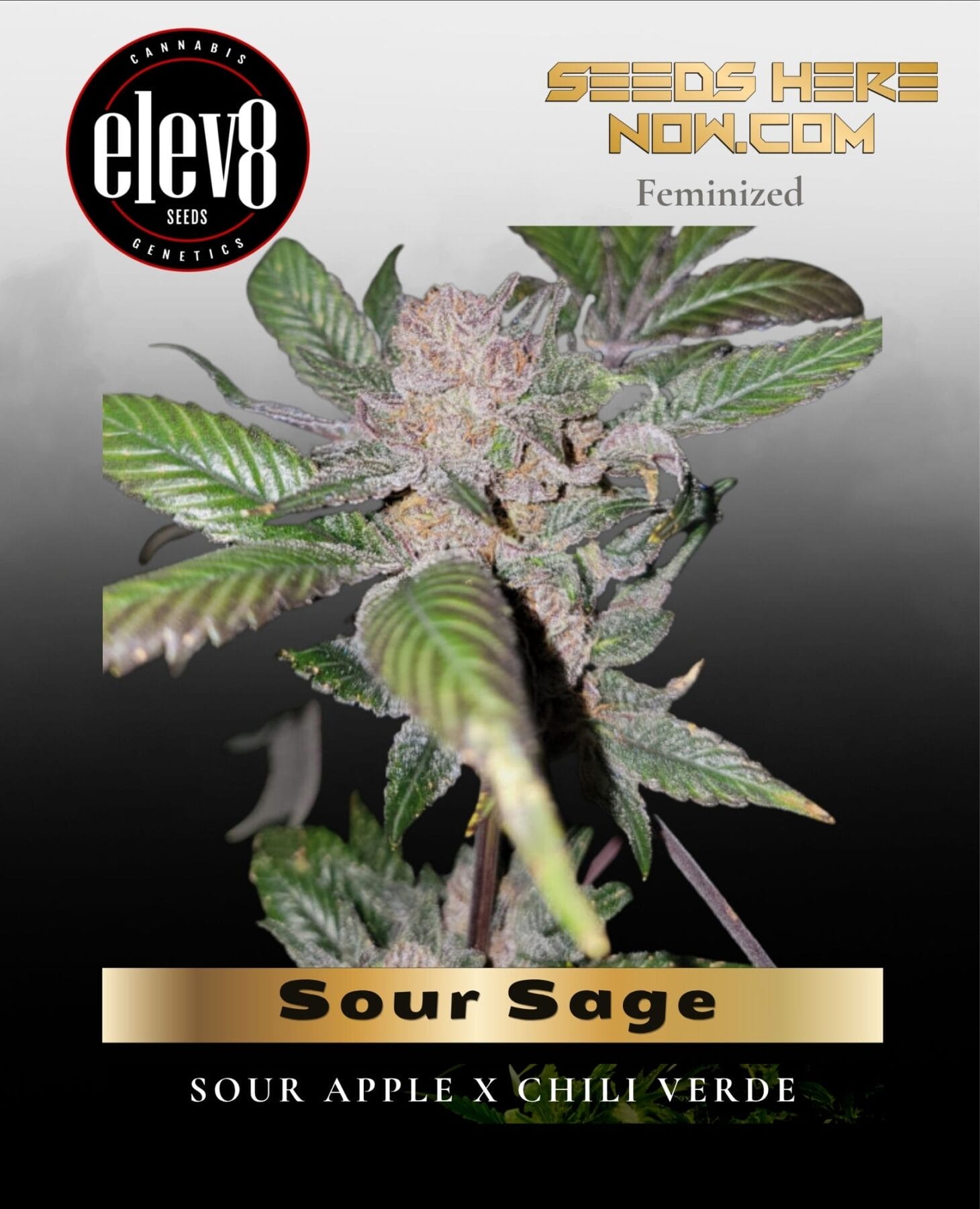 Sour Sage (Feminized) - Elev8 Seeds