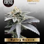 Spicy Guava (Feminized) - Elev8 Seeds