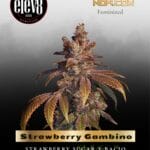 Strawberry Gambino (Feminized) - Elev8 Seeds