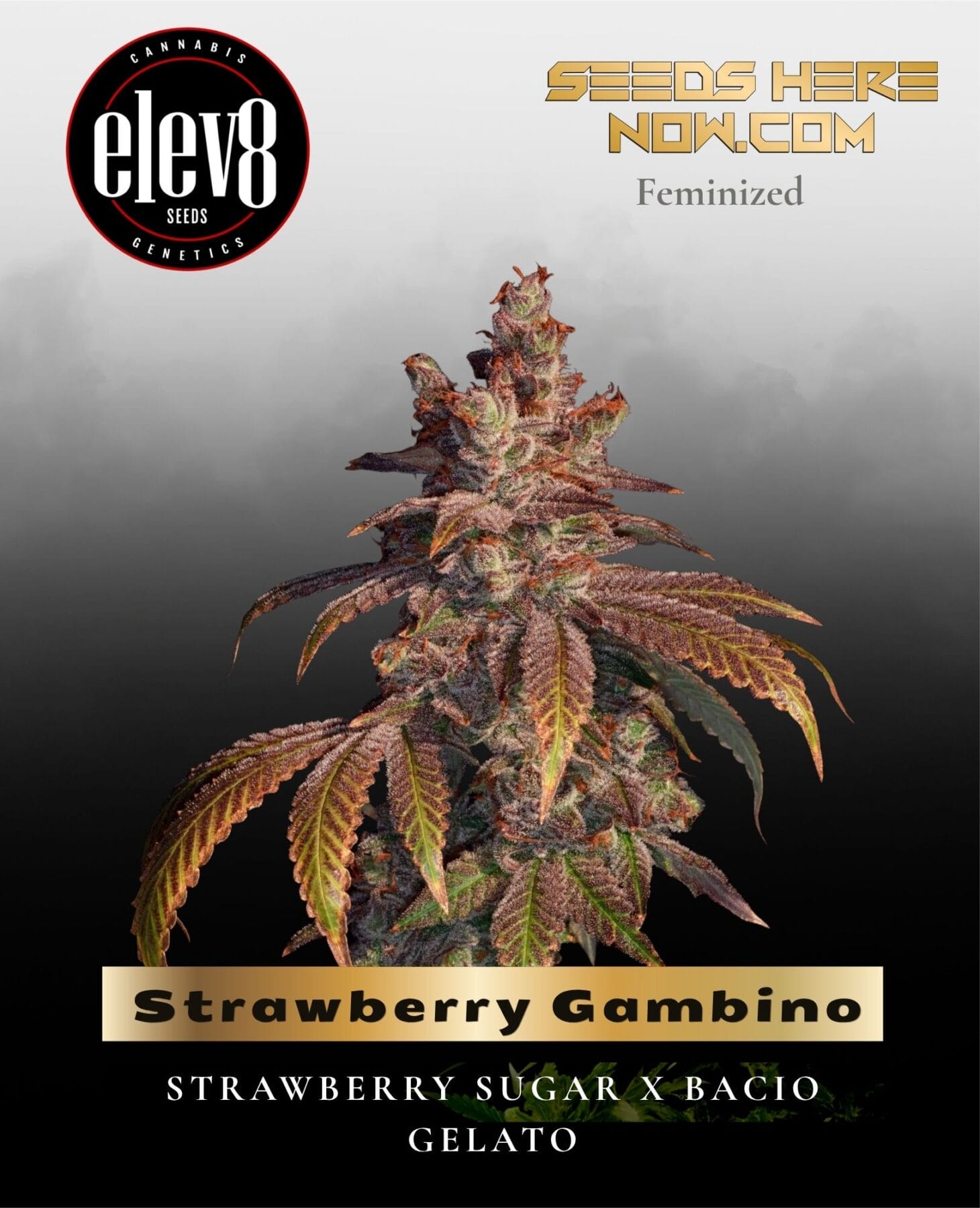 Strawberry Gambino (Feminized) - Elev8 Seeds