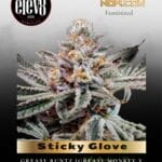 Sticky Glove (Feminized) - Elev8 Seeds