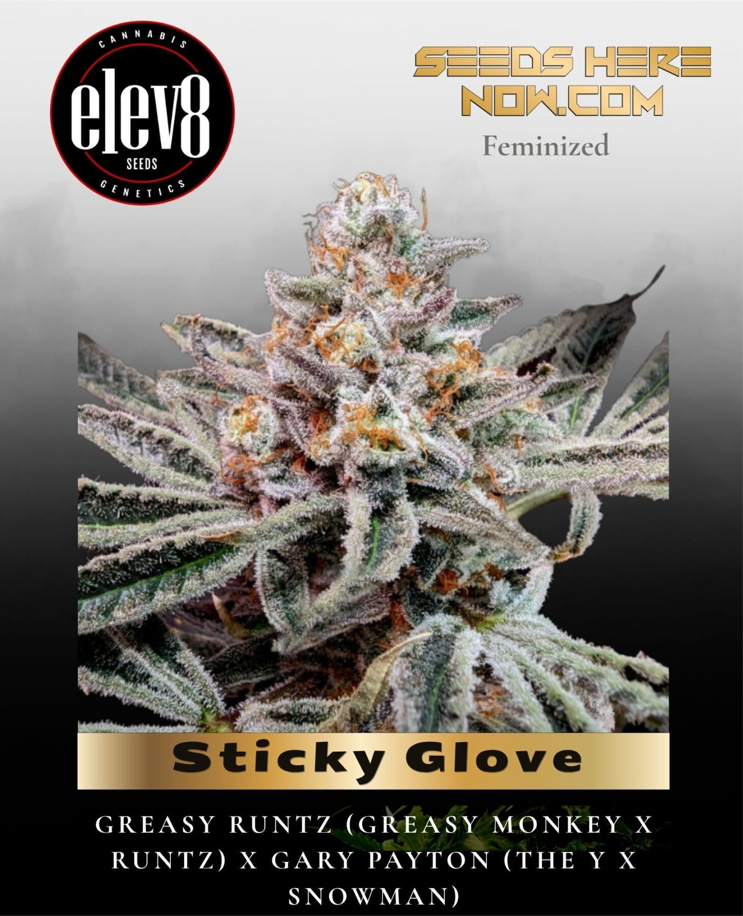 Sticky Glove (Feminized) - Elev8 Seeds