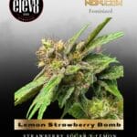 Lemon Strawberry Bomb (Feminized) - Elev8 Seeds