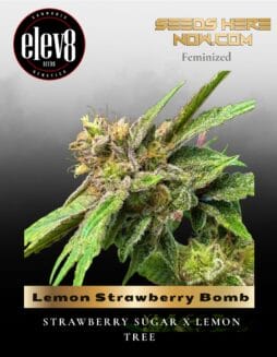 Lemon Strawberry Bomb (Feminized) (space) Elev8 Seeds