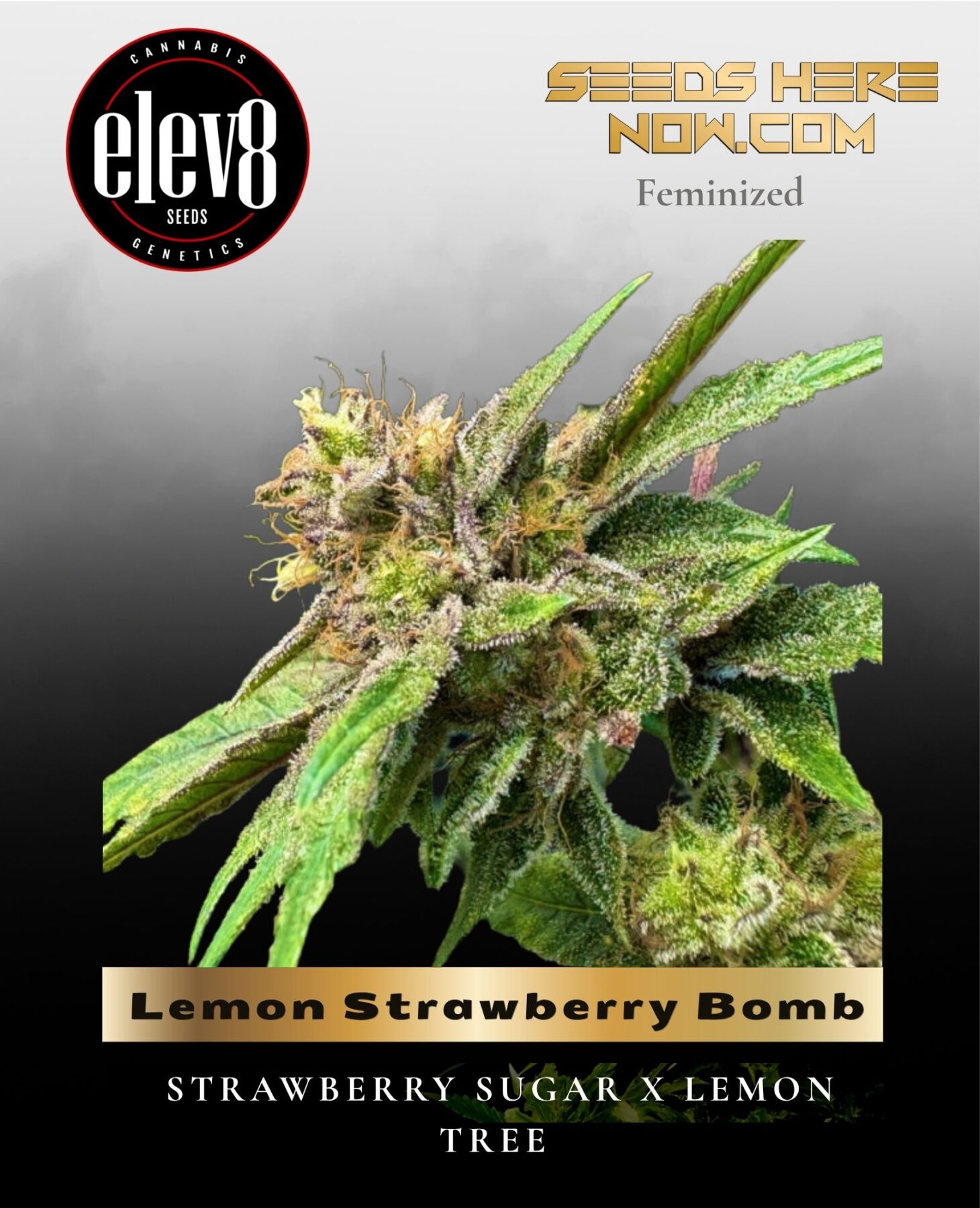 Lemon Strawberry Bomb (Feminized) - Elev8 Seeds