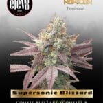 Supersonic Blizzard (Feminized) - Elev8 Seeds