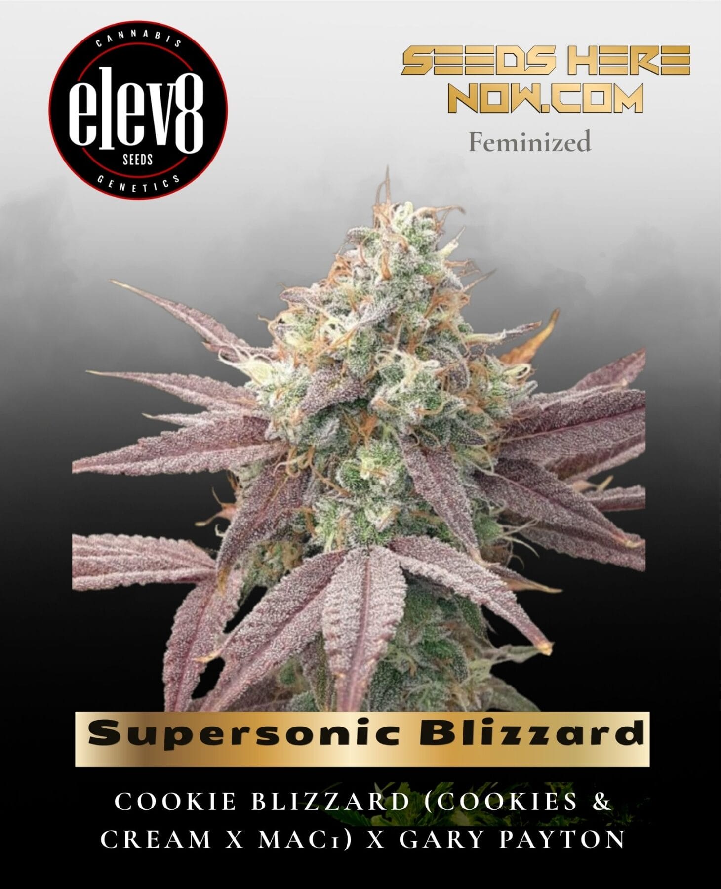 Supersonic Blizzard (Feminized) - Elev8 Seeds