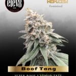 Boof Tang (Feminized) - Elev8 Seeds