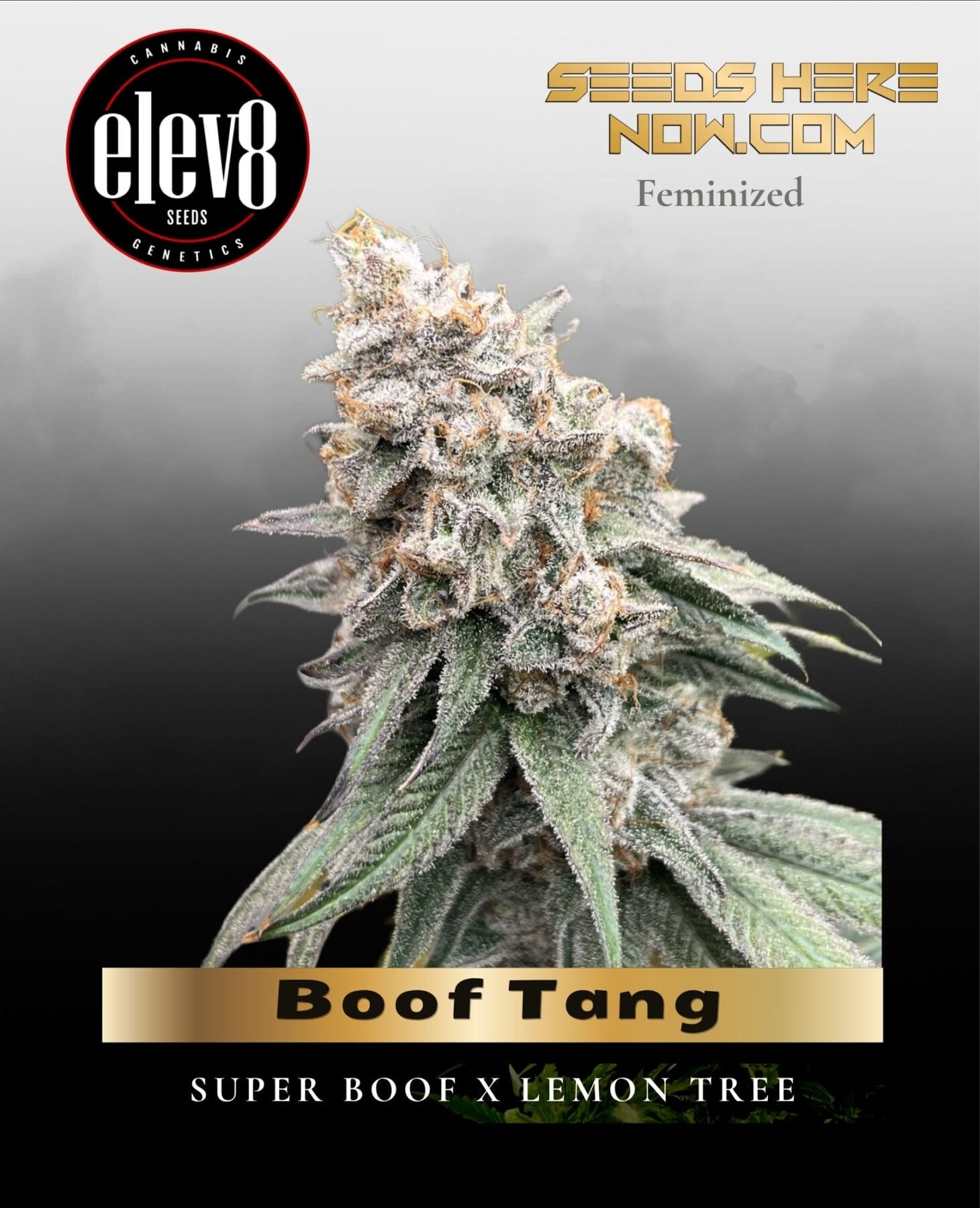Boof Tang (Feminized) - Elev8 Seeds