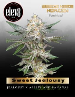 Sweet Jealousy (Feminized) (space) Elev8 Seeds