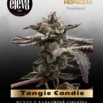 Tangie Candie (Feminized) - Elev8 Seeds