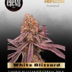 White Blizzard (Feminized) - Elev8 Seeds