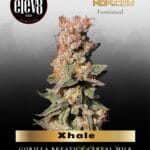 Xhale (Feminized) - Elev8 Seeds