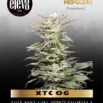 XTC OG (Feminized) - Elev8 Seeds
