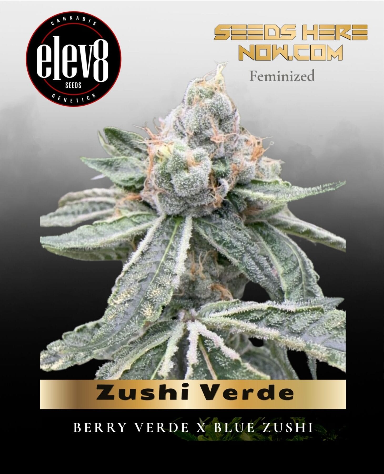 Zushi Verde (Feminized) - Elev8 Seeds